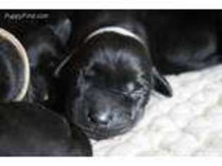 Labrador Retriever Puppy for sale in White, GA, USA