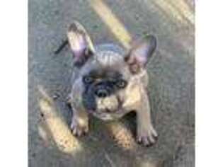 French Bulldog Puppy for sale in Saluda, SC, USA