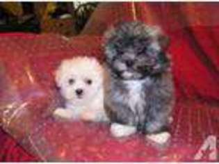 Maltese Puppy for sale in CAVE CITY, KY, USA