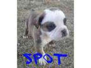 Olde English Bulldogge Puppy for sale in Rapid City, SD, USA