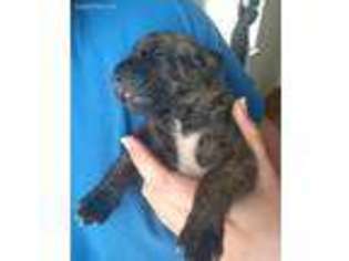 Mastiff Puppy for sale in Wewahitchka, FL, USA