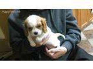 Cavalier King Charles Spaniel Puppy for sale in Stover, MO, USA