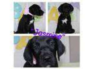 Great Dane Puppy for sale in Kernersville, NC, USA