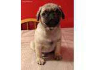 Pug Puppy for sale in Williamsburg, OH, USA
