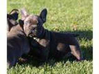 French Bulldog Puppy for sale in Iona, MN, USA