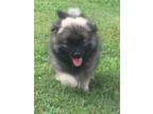 Keeshond Puppy for sale in Union Grove, NC, USA
