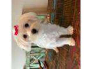 Maltese Puppy for sale in Campbell, TX, USA
