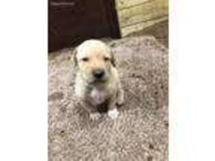 Labrador Retriever Puppy for sale in London, OH, USA