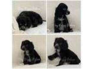 English Cocker Spaniel Puppy for sale in Naples, FL, USA