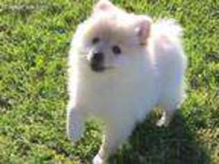 Pomeranian Puppy for sale in Biloxi, MS, USA
