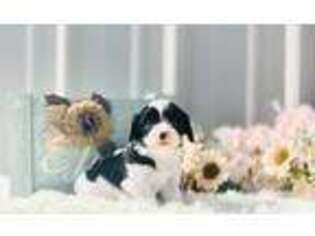Cavachon Puppy for sale in Mc Bain, MI, USA