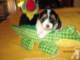Havanese Puppy for sale in FREDONIA, NY, USA