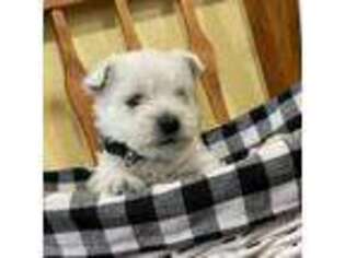 West Highland White Terrier Puppy for sale in Milton Freewater, OR, USA