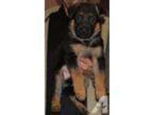 German Shepherd Dog Puppy for sale in KANSAS CITY, KS, USA