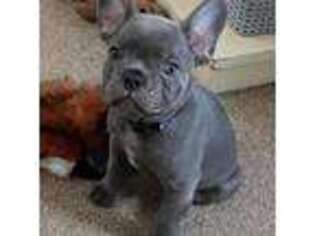 French Bulldog Puppy for sale in Groveton, TX, USA