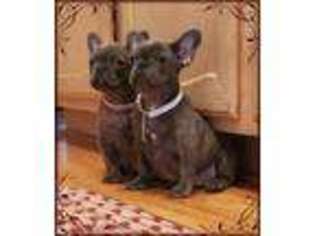 French Bulldog Puppy for sale in Manchester, TN, USA