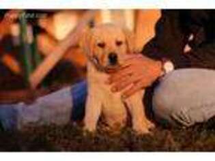 Labrador Retriever Puppy for sale in Chappells, SC, USA