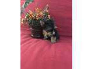 Yorkshire Terrier Puppy for sale in Valdosta, GA, USA