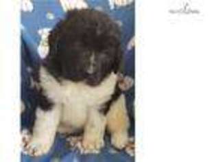 Newfoundland Puppy for sale in North Platte, NE, USA