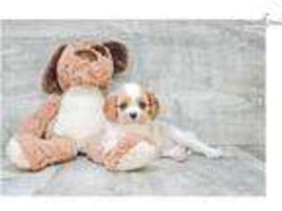 Cavalier King Charles Spaniel Puppy for sale in Columbus, OH, USA