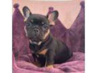 French Bulldog Puppy for sale in Pendleton, IN, USA