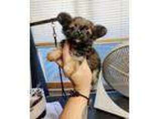 Chorkie Puppy for sale in Payson, UT, USA