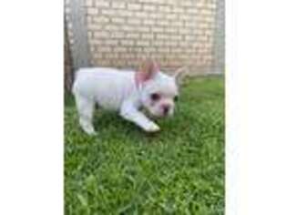 French Bulldog Puppy for sale in Hood River, OR, USA