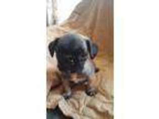 Pug Puppy for sale in Zanesville, OH, USA