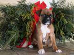 Boxer Puppy for sale in Millersburg, PA, USA