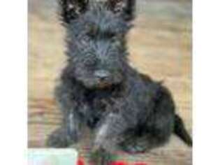 Scottish Terrier Puppy for sale in Hartville, MO, USA