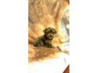 Yorkshire Terrier Puppy for sale in Blackwell, OK, USA