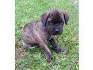 Cane Corso Puppy for sale in Alum Bank, PA, USA