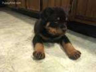 Rottweiler Puppy for sale in Kewanee, IL, USA