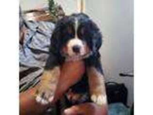 Bernese Mountain Dog Puppy for sale in Dover Foxcroft, ME, USA