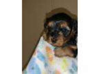 Yorkshire Terrier Puppy for sale in Florence, SC, USA