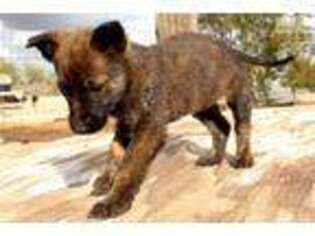 Dutch Shepherd Dog Puppy for sale in Phoenix, AZ, USA