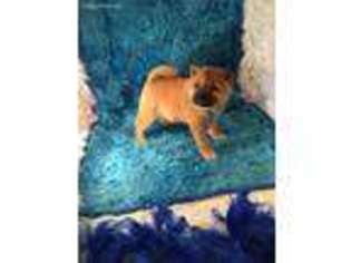 Shiba Inu Puppy for sale in Greenville, MI, USA