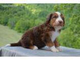 Mutt Puppy for sale in Rose Hill, VA, USA