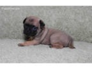 Pug Puppy for sale in Norfork, AR, USA