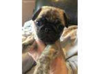 Pug Puppy for sale in Syracuse, NY, USA