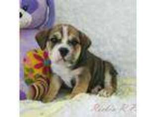 Bulldog Puppy for sale in Pottersville, MO, USA