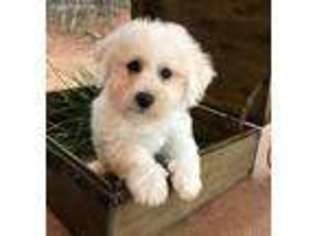 Bichon Frise Puppy for sale in Abbeville, SC, USA