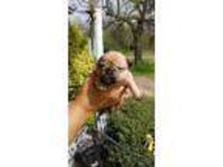 French Bulldog Puppy for sale in Monticello, NY, USA