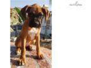 Boxer Puppy for sale in San Diego, CA, USA