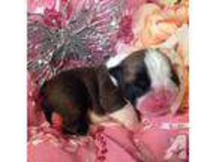 Bulldog Puppy for sale in ALMA, NY, USA