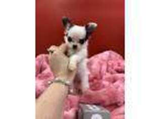 Chihuahua Puppy for sale in Goffstown, NH, USA