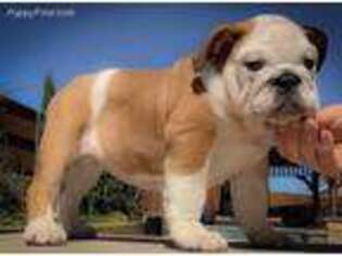 Bulldog Puppy for sale in Riverton, WY, USA