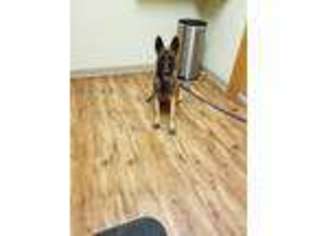 Belgian Malinois Puppy for sale in Cromwell, IN, USA