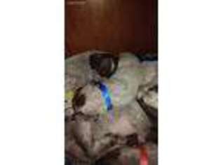 Wirehaired Pointing Griffon Puppy for sale in Sherwood, OR, USA