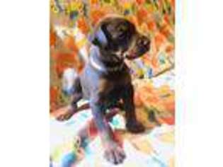 Doberman Pinscher Puppy for sale in Leesburg, GA, USA